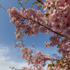 満開の河津桜を撮りに馬見丘陵公園へ