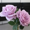 薔薇とグラジオラス