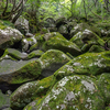 苔生した石の存在感に圧倒されました
