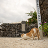 八重山諸島のねこさん