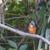 浮間公園＝カワセミの楽園だった