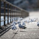 中学受験にゲーミフィケーションを