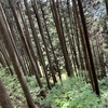 森のソーラーパネル