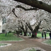 ワシントン大学の桜と靴を求めて・・・