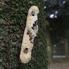 カワセミ、ツミに追われる
