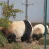 まんぼぅくん、　上野動物園のシャンシャン