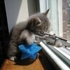 sniperkitty