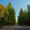 洞峰公園の銀杏～つくば市とその周辺の風景写真案内（１３３２）