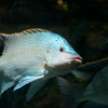 オレオクロミス・タンガニカエ Oreochromis tanganicae