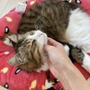 あんずがいっぱい184　にゃんにゃんごろごろ