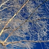 霧氷と青空