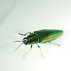 身近で目にする緑のキラキラした虫たち17選　輝く虫の正体は何？