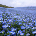 小さき森を愛する花　　瑠璃唐草物語