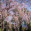 「桜切る馬鹿、梅切らぬ馬鹿」「東京･大阪･兵庫の木を伐るバカども」