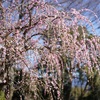 「桜切る馬鹿、梅切らぬ馬鹿」「東京･大阪･兵庫の木を伐るバカども」