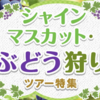 2023年【山梨】ぶどう狩り 農園15選 シャインマスカット狩り・食べ放題など