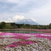 芝桜を見に行きました！