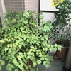 植木鉢の整理