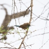 ルイチガイセイキチョウ Southern Cordonbleu