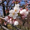 さくら (金沢城公園)