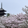 御室桜で有名な仁和寺。桜以外にも魅力がいっぱいの仁和寺を紹介。(Ninnaji, Kyoto)