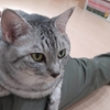 猫カフェでリベンジ