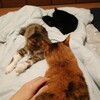 猫も、孫も明日から頑張ります。