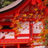 神社徘徊　（出雲大神宮）　２