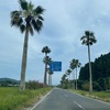 宮崎・鹿児島旅⑥　都井岬はお馬さんたちの楽園♪