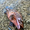 火曜日と水曜日の夕まずめ。新潟市西海岸公園のキジハタ狙い、イワシの群れが偉大でした。