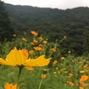 夫の実家での初めての夏　散歩で見かけた～黄花コスモス～