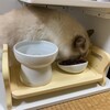 ふくちゃんとカメムシその２、そしてふくちゃんのごはんのこと