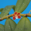  Trichoglottis orchidea  