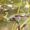 赤蜻蛉：Autumn Darter