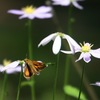 ヒメキマダラセセリなど