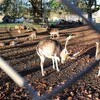 A castle walls and Deer at Maarstricht