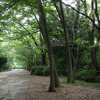 糺の森　下鴨神社