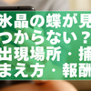 氷晶の蝶が見つからない？出現場所・捕まえ方・報酬まとめ【スノーシーズン】