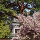 尾山神社で菊桜が見頃でした！