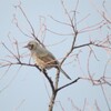 鳥たちに人生を重ねて　～ＮＹセントラルパーク物語～