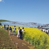 国営ひたち海浜公園－Hitachikaihin National Government Park in Ibaraki prefecture - carpets of Nemophila flowers (May. 2019-No.18）
