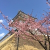 栃木県の桜：宇都宮城址公園2021「河津桜」
