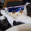 ５月のお猫様現状報告