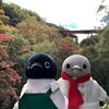 駆け上がれ男山ケーブル！紅葉ペンギンケーブルカー、夢のコラボだ！京都紅葉の旅その3(111)