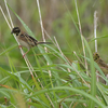 近くの県に鳥を見に連れて行ってもらった日記（２０２１　０６０６）その２。