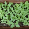 朝顔の芽がいっぱいなので、植え替えてみました🌱小さな庭の花たち（バラ、スミレ、白いシャコバサボテン、ベゴニア）