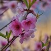 もう間違わない！梅と桃と桜の花の特徴比較！