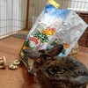 動物と暮らす日々のゴミ出しエチケット