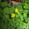 カタバミ Oxalis corniculata