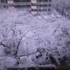 雪景色がキレイだった